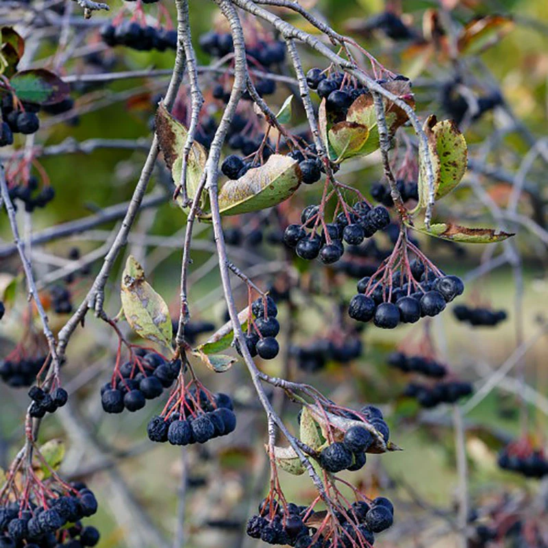 Slånaronia 'Elata' E 4 Slånaronia 'Elata' E - Image 2