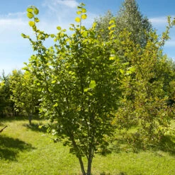 Hasselnöt 'Webb's Prize Cob', 1-pack 7 Hasselnöt 'Webb's Prize Cob', 1-pack -Garden Supplies Sales 2024 barbuske hasselnot webbs prize cob 2