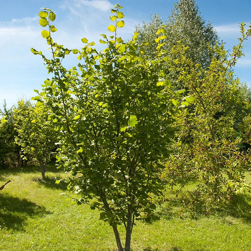 Hasselnöt 'Webb's Prize Cob', 1-pack 5 Hasselnöt 'Webb's Prize Cob', 1-pack - Image 3