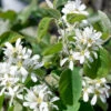 Bärhäggmispel 50-80 Cm, 10-pack -Garden Supplies Sales 2024 barhaggmispel amelanchier alnifolia