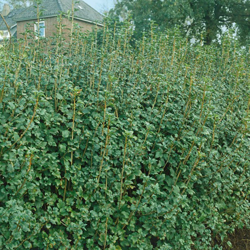 Måbär, Goliat, 50-70 Cm, 5-pack 3 Måbär, Goliat, 50-70 Cm, 5-pack