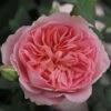 Ros 'Boscobel' -Garden Supplies Sales 2024 barrotad ros boscobel