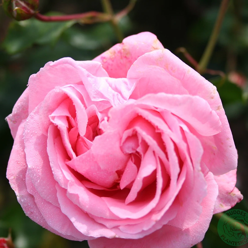 Ros 'Coral Dawn' 3 Ros 'Coral Dawn'