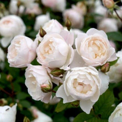 Ros 'Desdemona' 5 Ros 'Desdemona' -Garden Supplies Sales 2024 barrotad ros desdemona 1