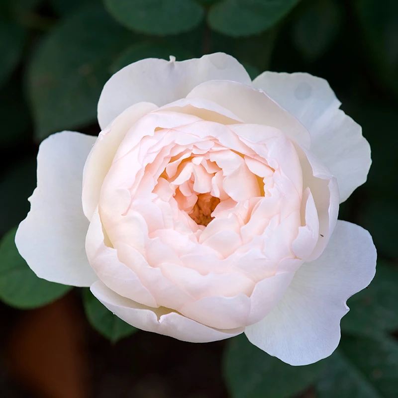 Ros 'Desdemona' 3 Ros 'Desdemona'