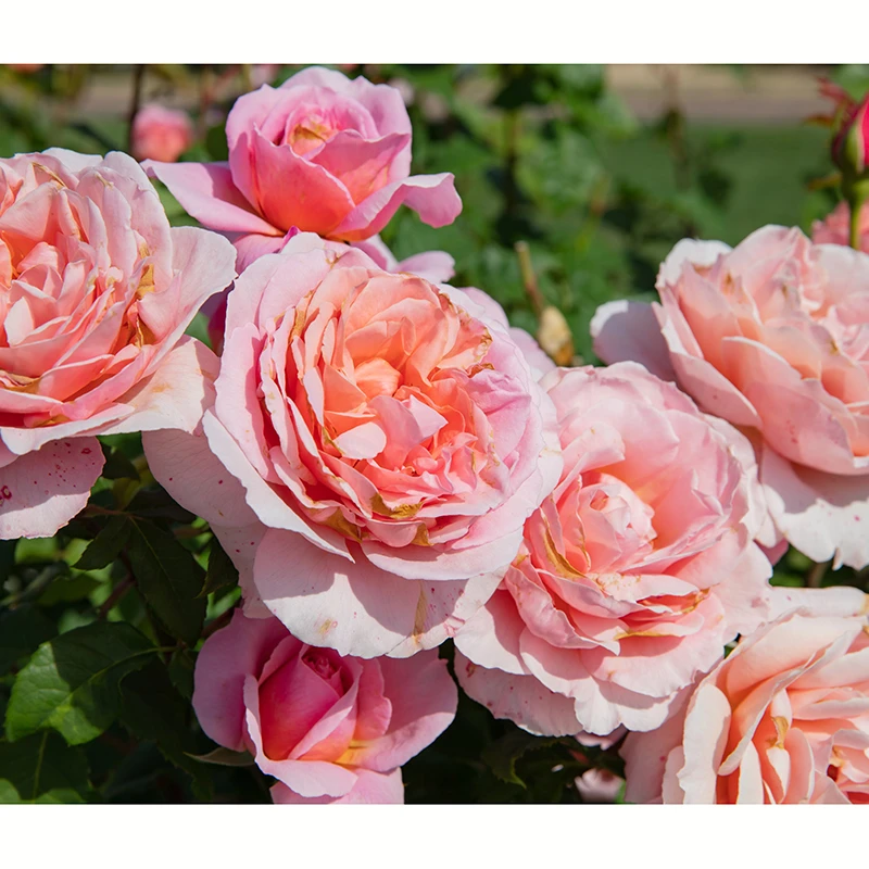 Ros 'Queen Of Sweden' 4 Ros 'Queen Of Sweden' - Image 2