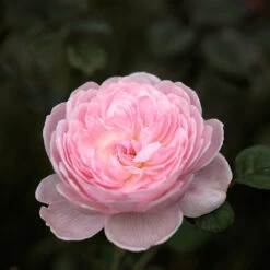 Ros 'Queen Of Sweden'