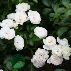 Ros 'White Fairy' -Garden Supplies Sales 2024 barrotad ros white fairy 1 1