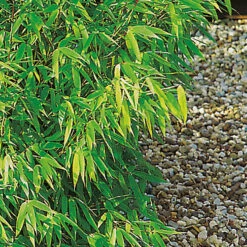 Bergbambu 'Panda' 60-80cm