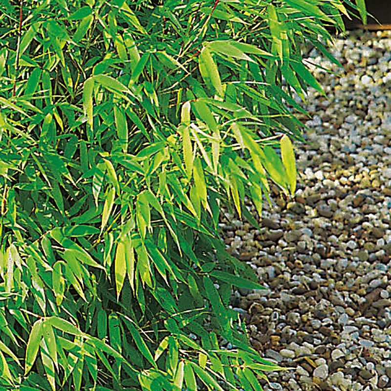 Bergbambu 'Panda' 60-80cm 3 Bergbambu 'Panda' 60-80cm