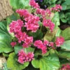 HjÀrtbergenia 'Rotblum', 6-pack 1 HjÀrtbergenia 'Rotblum', 6-pack -Garden Supplies Sales 2024 bergenia cordifolia rotblum hjartbergenia