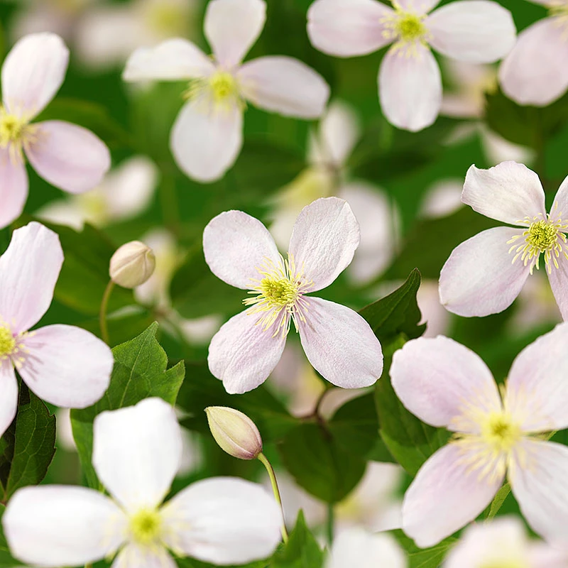 Klematis 'Fragrant Spring' 3 Klematis 'Fragrant Spring'