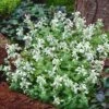 Bergnepeta 'Snowflake', 6-pack