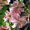 Klematis 'Broughton Star' -Garden Supplies Sales 2024 bergsklematis clematis montana broughton star
