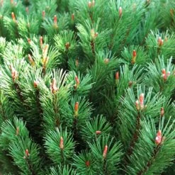 Bergtall 'Mops', 3-pack 5 Bergtall 'Mops', 3-pack -Garden Supplies Sales 2024 bergtall mops 2 1