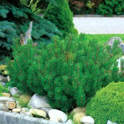 Bergtall, Pinus Mugo Var. Mughus 30-35 Cm