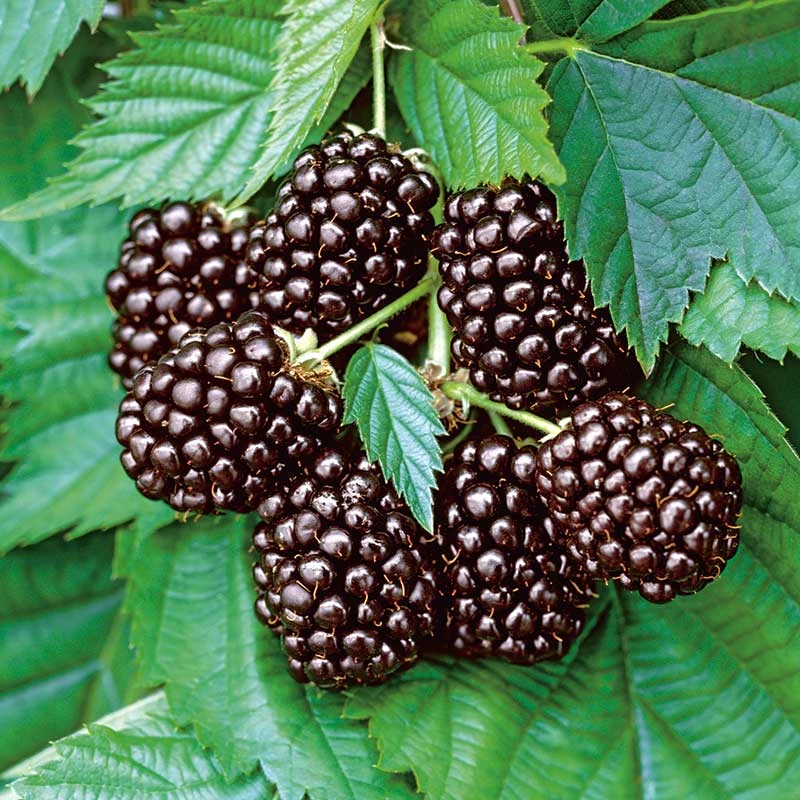 Björnbär 'Thornfree', 1-pack 3 Björnbär 'Thornfree', 1-pack