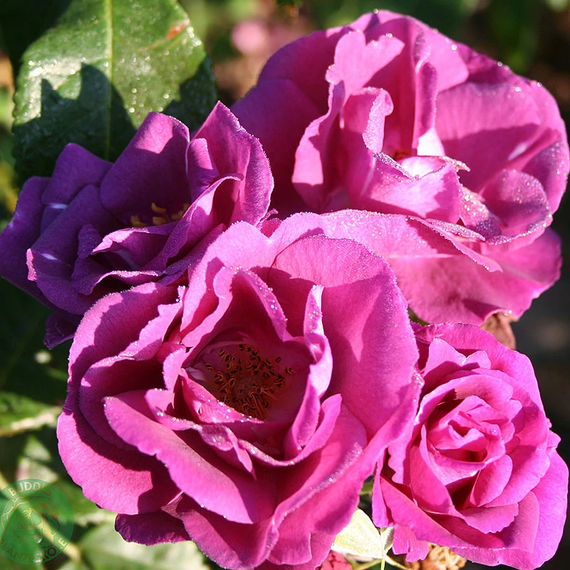 Ros 'Rhapsody In Blue' 4 Ros 'Rhapsody In Blue' - Image 2