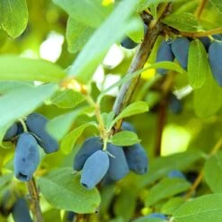 Blåbärstry 'Wojtek', 10-pack -Garden Supplies Sales 2024 blabarstry 2 3