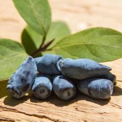 Blåbärstry 'Wojtek', 5-pack -Garden Supplies Sales 2024 blabarstry 3 1