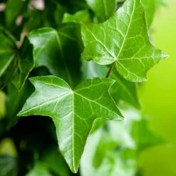 Murgröna -Garden Supplies Sales 2024 blad murgrona klattervaxt