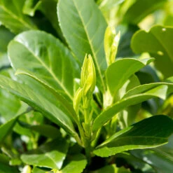 Lagerhägg På Stam 'Etna', 100-120 Co -Garden Supplies Sales 2024 blad pa lagerhagg etna