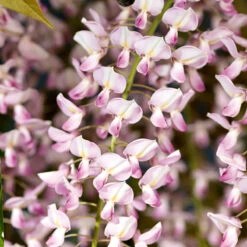 Blåregn Floribunda 'Rosea'