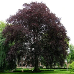 Blodbok, Fagus Sylvatica 'Riversii'