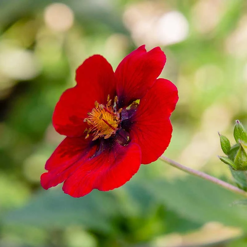 Blodfingerört , 6-pack 4 Blodfingerört , 6-pack - Image 2