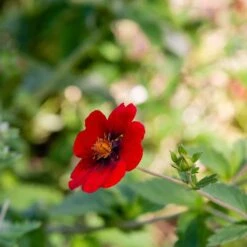 Blodfingerört , 6-pack 7 Blodfingerört , 6-pack -Garden Supplies Sales 2024 blodfingerort 3