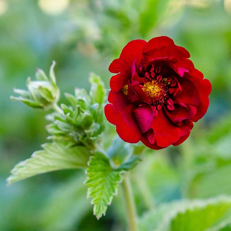 Blodfingerört , 6-pack 3 Blodfingerört , 6-pack