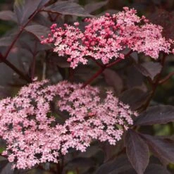 Blodfläder 'Black Beauty', 1-pack