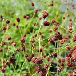 Blodtopp 'Tanna', 6-pack -Garden Supplies Sales 2024 blodtopp tanna 2