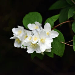 Doftschersmin, 1-pack -Garden Supplies Sales 2024 blomma doftschersmin