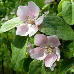 Kvitten 'Vranja' 7 Kvitten 'Vranja' -Garden Supplies Sales 2024 blomma kvitten cydonia oblonga