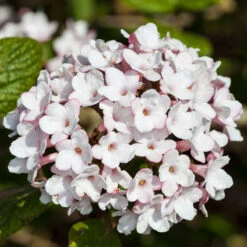 Luktolvon 'Aurora', 1-pack 6 Luktolvon 'Aurora', 1-pack -Garden Supplies Sales 2024 blomma pa luktolvon aurora