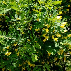 Häckkaragan, Sibirisk ärtbuske 10-pack -Garden Supplies Sales 2024 blommor pa artbuske