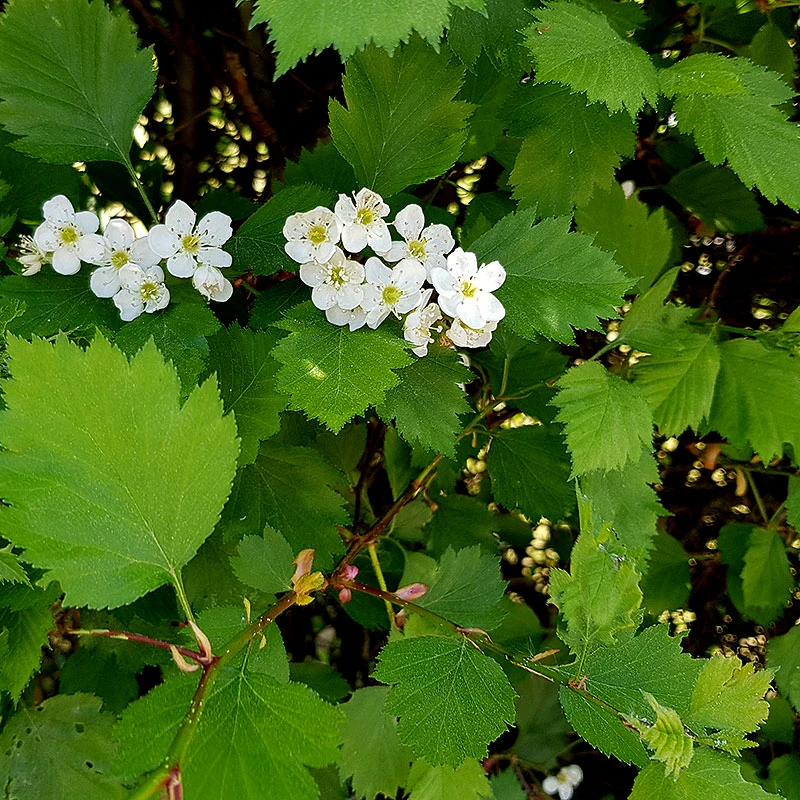 Hagtorn 10-pack 3 Hagtorn 10-pack