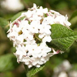 Luktolvon 'Aurora', 1-pack 7 Luktolvon 'Aurora', 1-pack -Garden Supplies Sales 2024 blommor pa luktolvon aurora