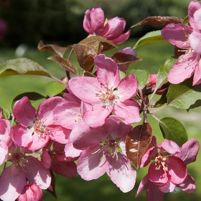 Prydnadsapel 'Pink Spires', 90-110 Co 3 Prydnadsapel 'Pink Spires', 90-110 Co