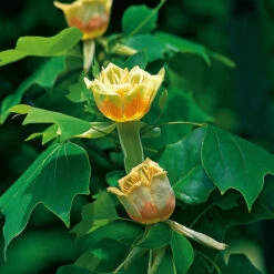 Tulpanträd, Liridendron Tulipifera -Garden Supplies Sales 2024 blommor tulpantrad liridendron tulipifera