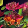 Kaprifol 'Goldflame' -Garden Supplies Sales 2024 blomsterkaprifol lonicera heckrottii goldflame