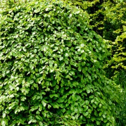 Bok 125-150 Cm, 10-pack -Garden Supplies Sales 2024 bok fagus sylvatica 1