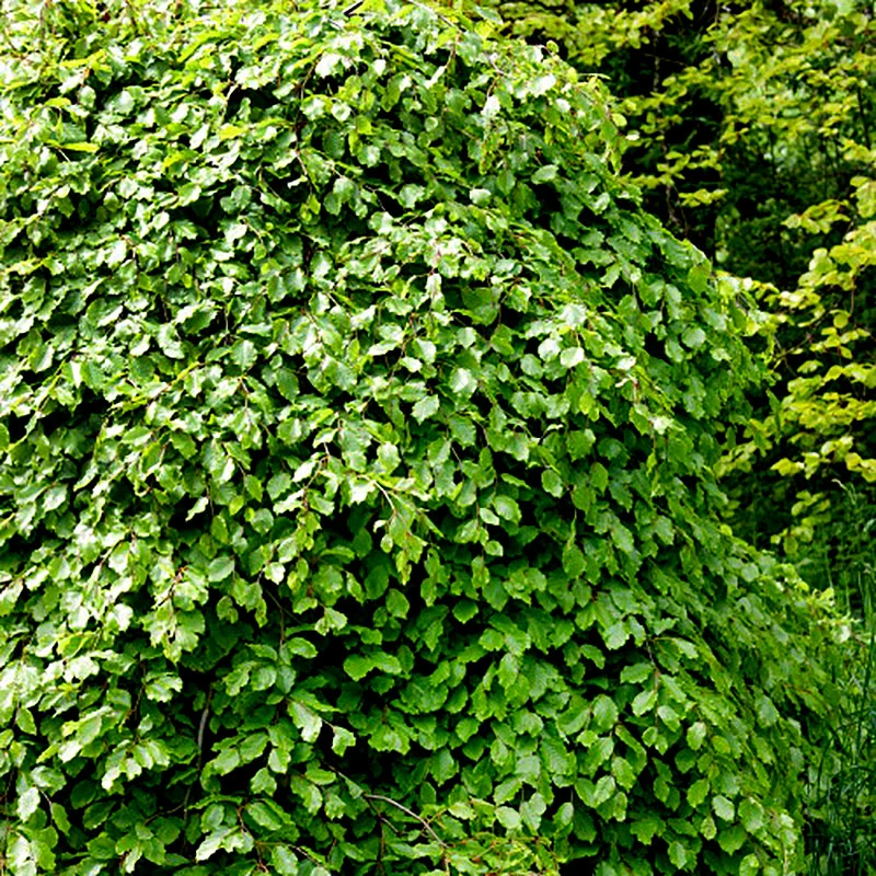 Bok 50-80 Cm, 10-pack 3 Bok 50-80 Cm, 10-pack