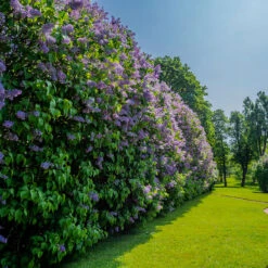 Syren 10-pack 7 Syren 10-pack -Garden Supplies Sales 2024 bondsyren syringa vulgaris fullvuxen