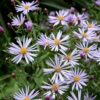 Brittsommaraster ' Axel Tallner', 3-pack -Garden Supplies Sales 2024 brittsommaraster aster amellus tallner