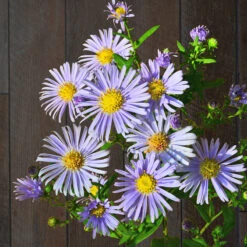 Brittsommaraster ' Axel Tallner', 3-pack -Garden Supplies Sales 2024 brittsommaraster axel tallner 1