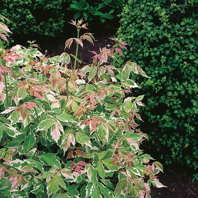 Asklönn 'Flamingo' 4 Asklönn 'Flamingo' - Image 2