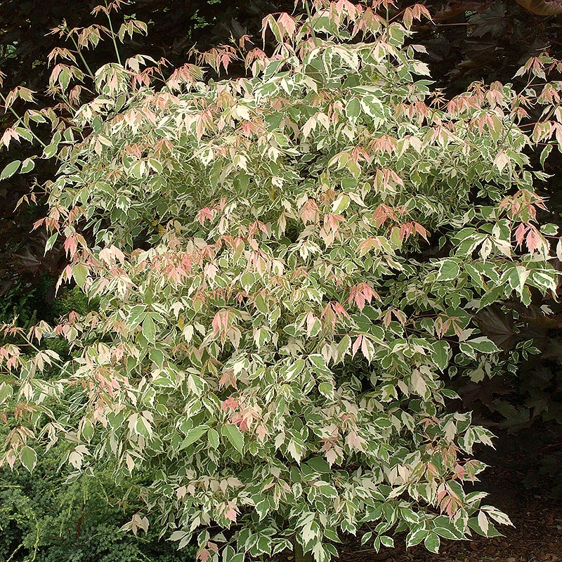 Asklönn 'Flamingo' 3 Asklönn 'Flamingo'