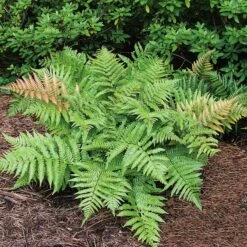 Bronsbräken, 3-pack